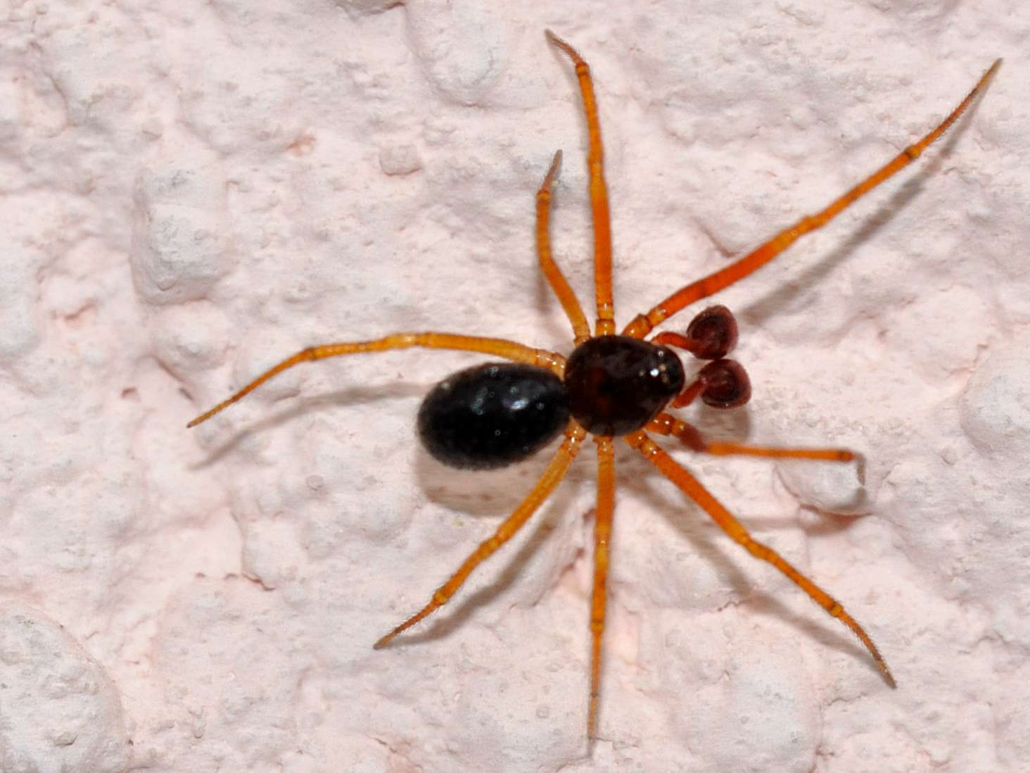 ID Arachnida n.1 (maschio di Linyphiidae?)